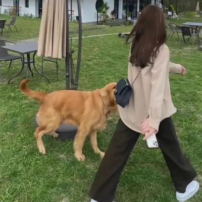 白骆驼